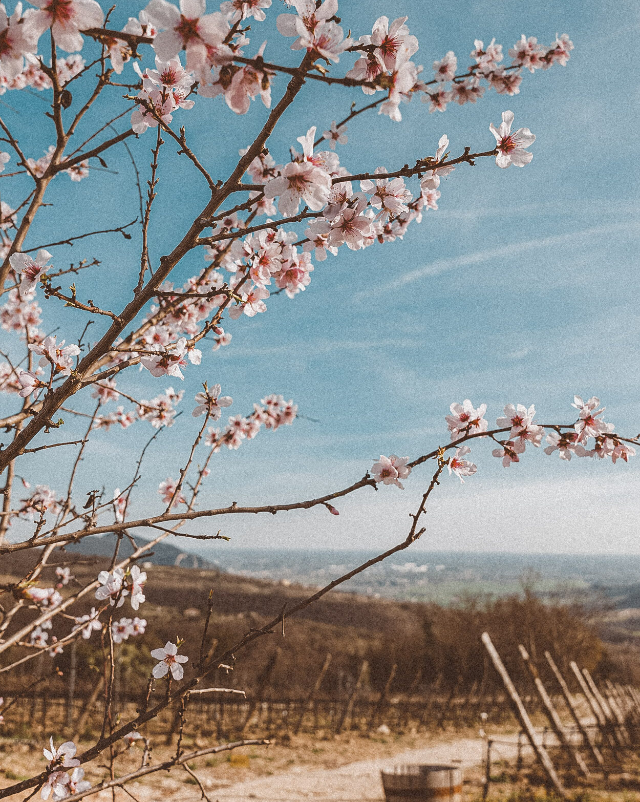 mandorli-in-fiore-colli-euganei